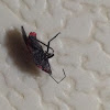 Red-Shouldered Bug