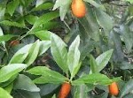 Kumquat Nut&nbsp;Bread was pinched from <a href="http://baking.about.com/od/quickandsweetbreads/r/kumquatnut.htm" target="_blank">baking.about.com.</a>