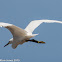 Little Egret; Garceta Comun