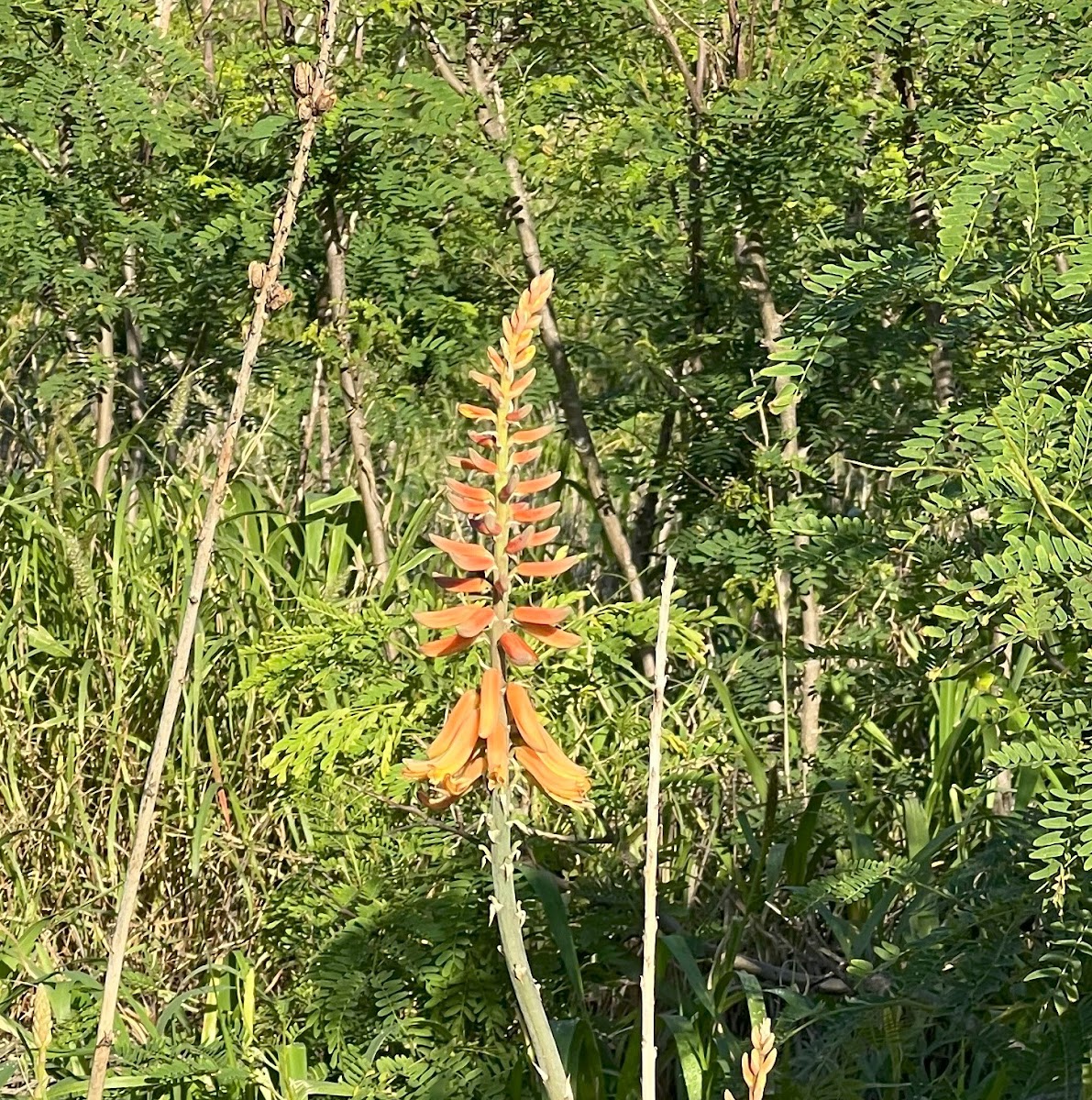 Aloe sp.