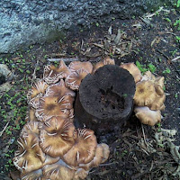 Corona di funghi di 