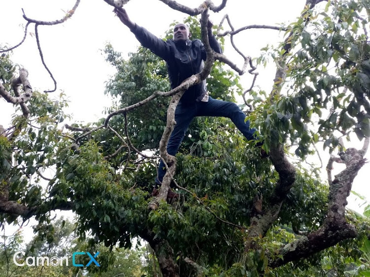 Mwenda Kinoti harvests miraa in Tigania West, Meru.