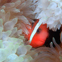 Cinnamon Clownfish