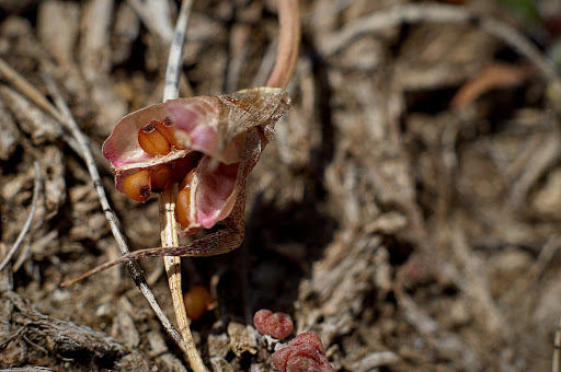 Romulea bulbocodium