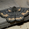 Black Geometrid Moth -2