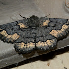 Black Geometrid Moth -2