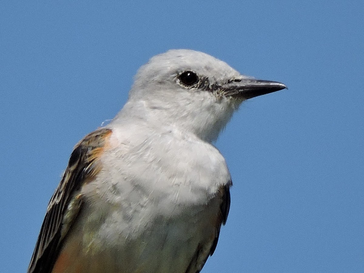 Scissor-tailed Flycatcher