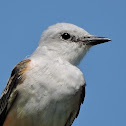 Scissor-tailed Flycatcher