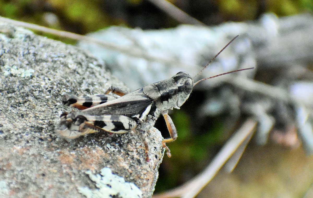 ponderous spur-throat grasshopper