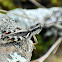 ponderous spur-throat grasshopper