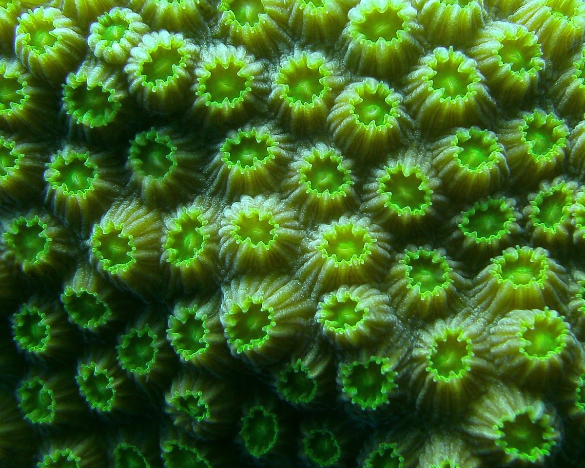 Mountainous Star Coral