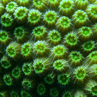 Mountainous Star Coral