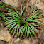 Fan-leaf Clubmoss