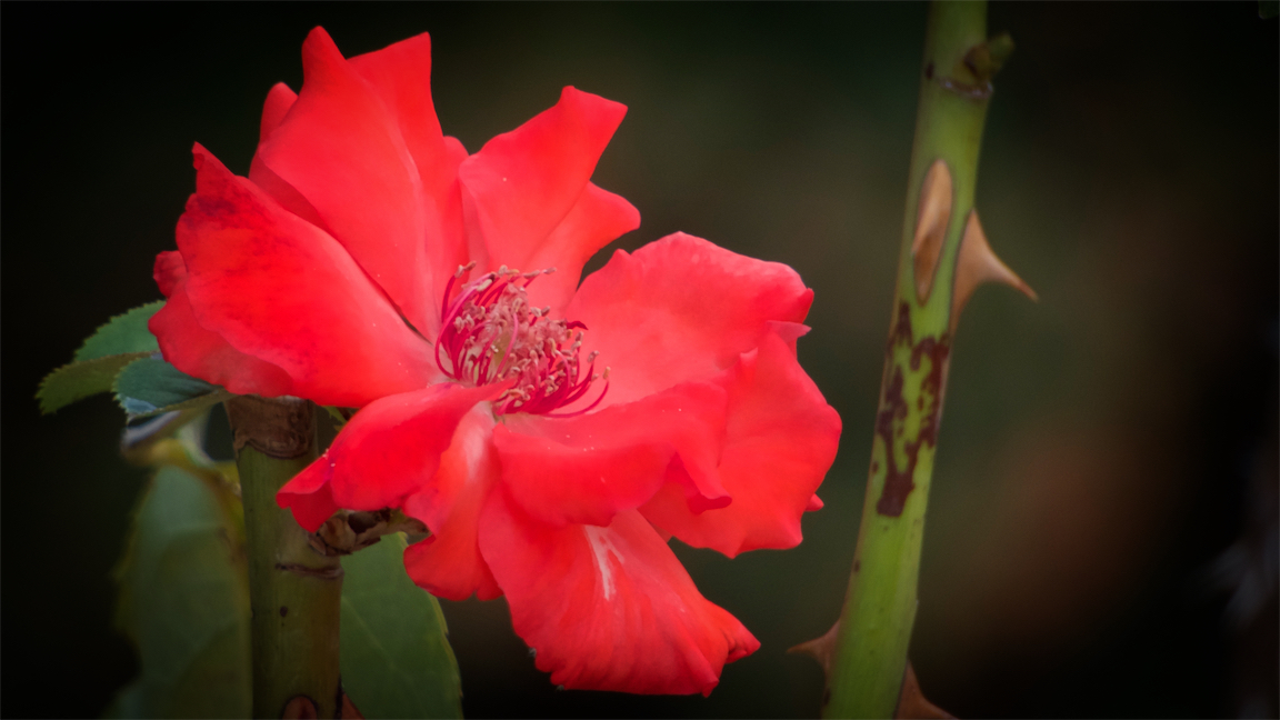 Red Rose in red sunshine.jpg