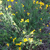 Birdsfoot Trefoil