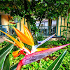 Bird of Paradise