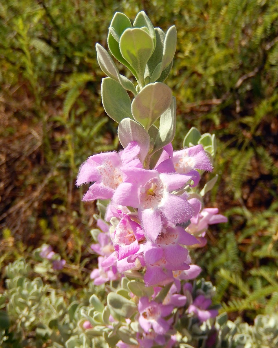 Texas Sage