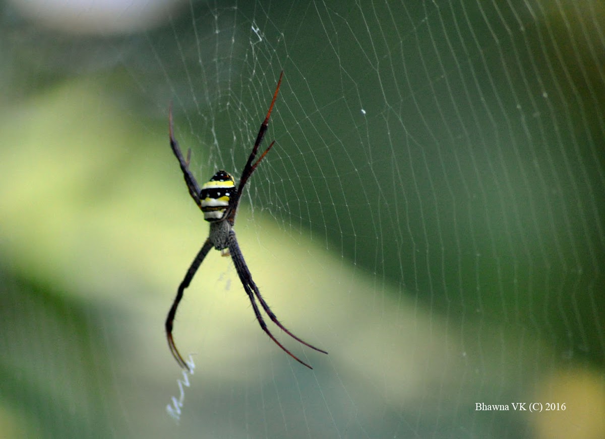 Indian Signature Spider