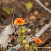 Pimpernel Sundew