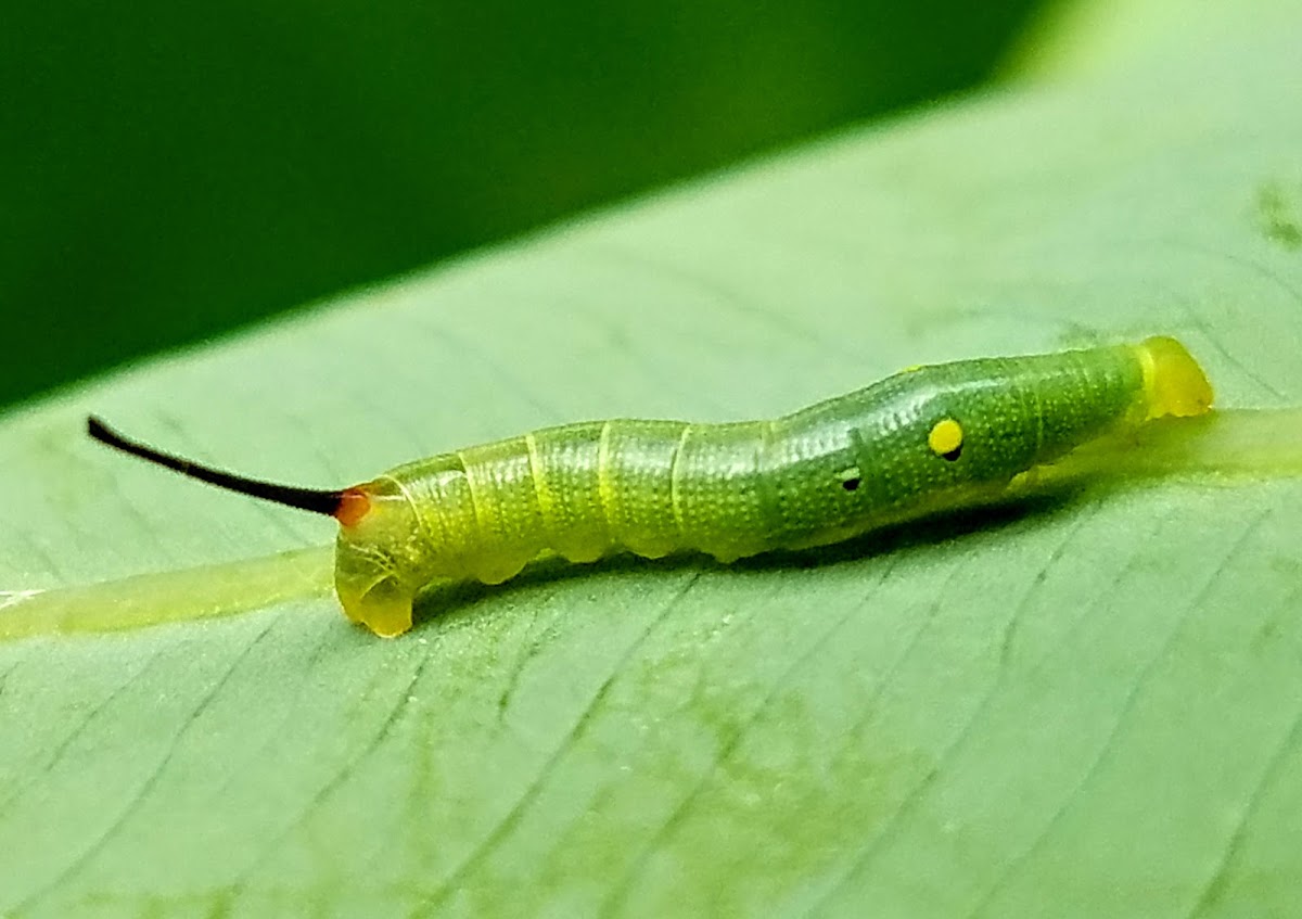 Hawkmoth Caterpillar