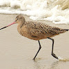 Marbled godwit