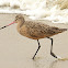 Marbled godwit