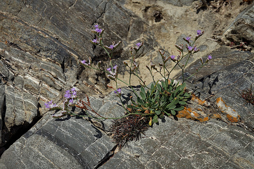 Limonium binervosum