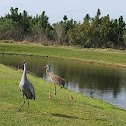 Sandhill crane and colts