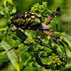 Golden garden spider