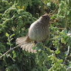 House Finch     female