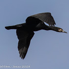 Cormorant