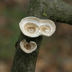 Little Nest Polypore