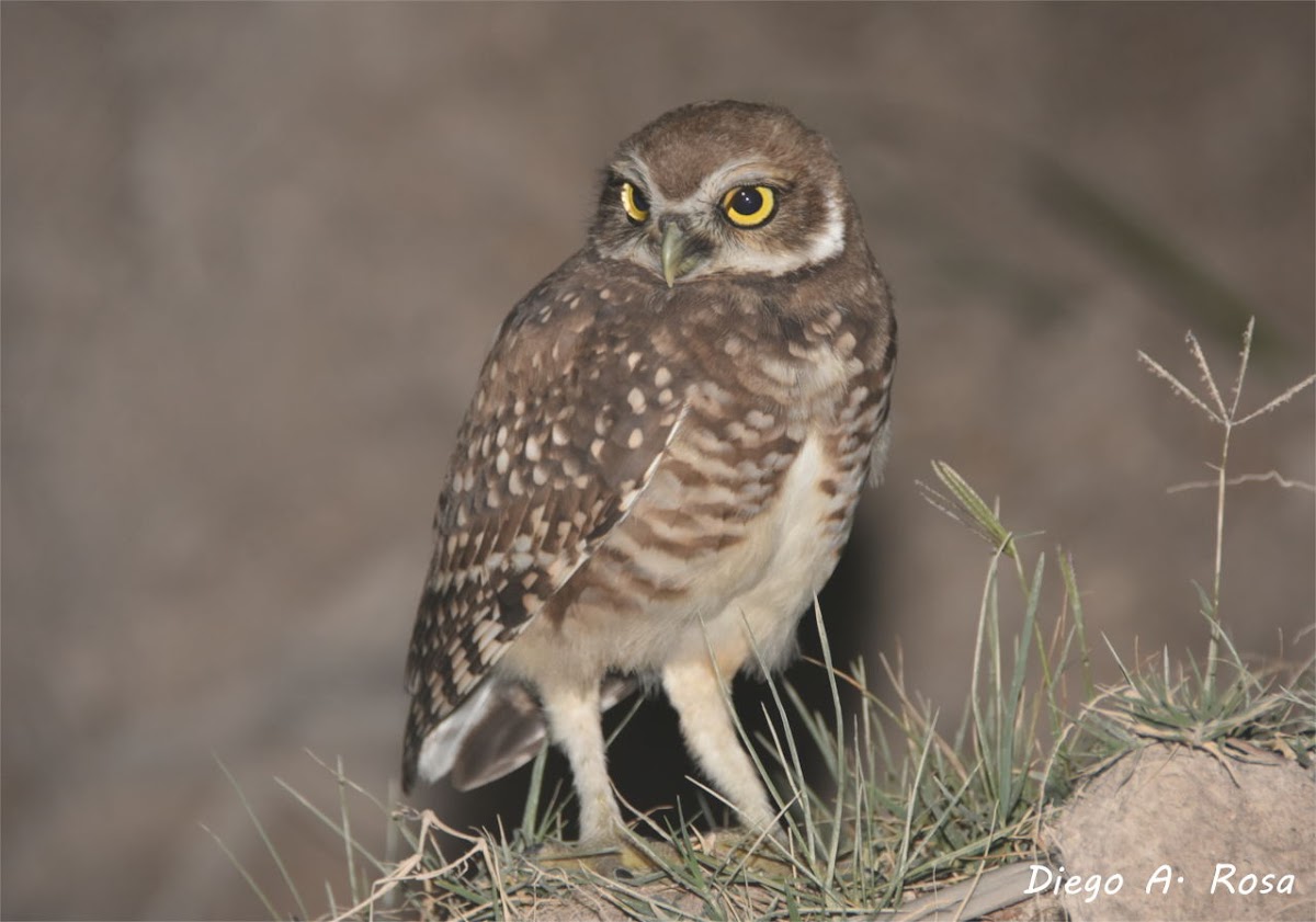 Burrowing Owl