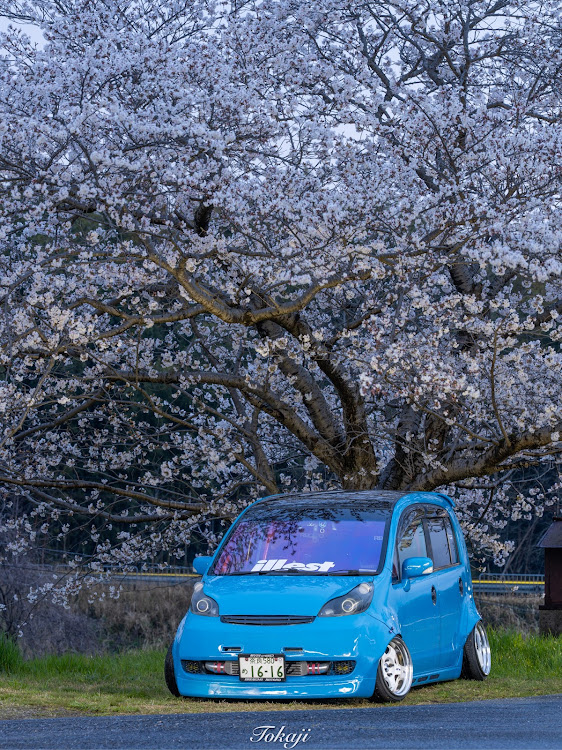 ライフの桜と愛車・サクラと愛車・桜コラボ・4月もよろしくお願い致します🌸に関するカスタム事例の投稿画像1枚目