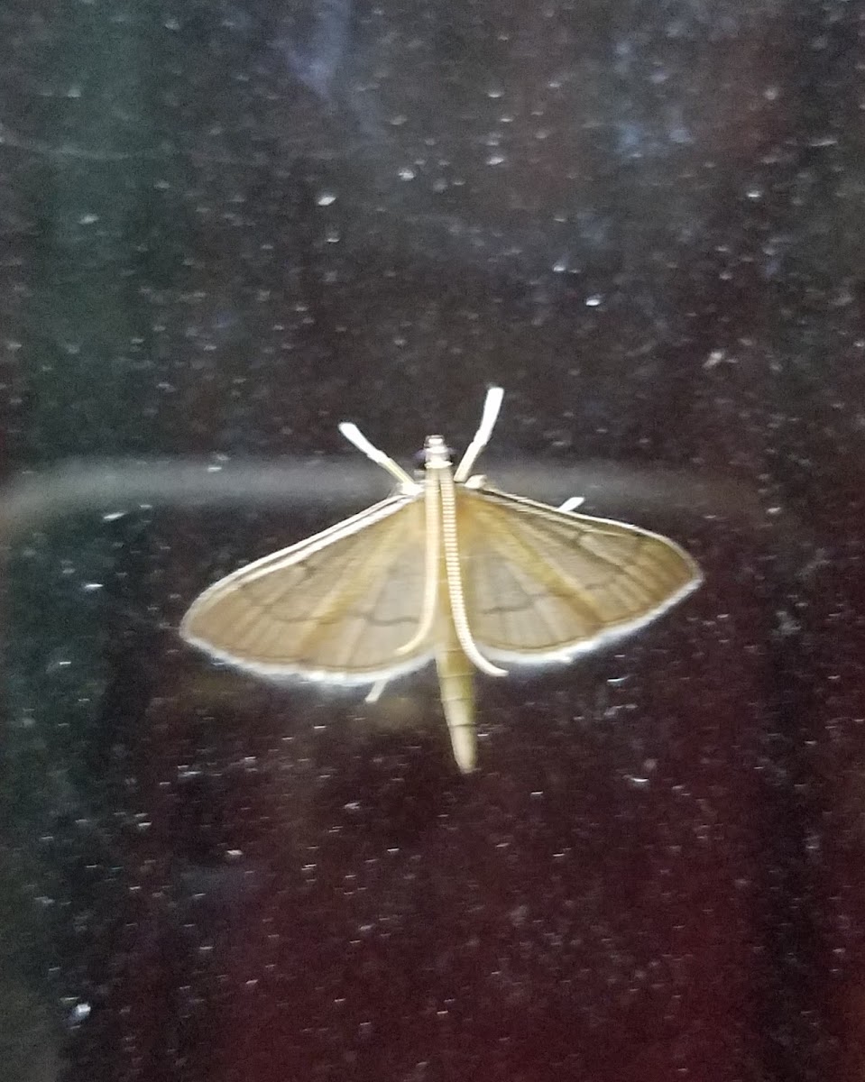 Crambid moth