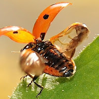 Coccinella in fase di decollo di 