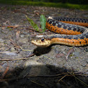 Eastern Garter Snake