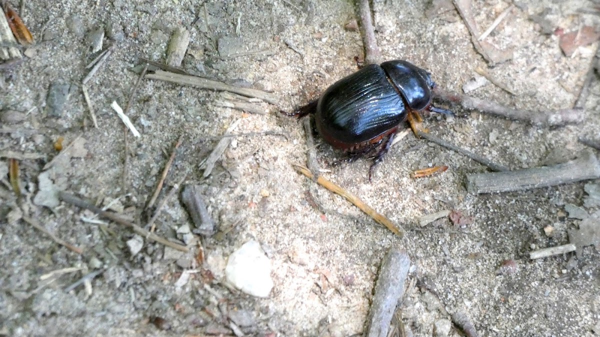 Rhinoceros Beetle