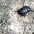 Rhinoceros Beetle