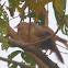 Jungle babbler