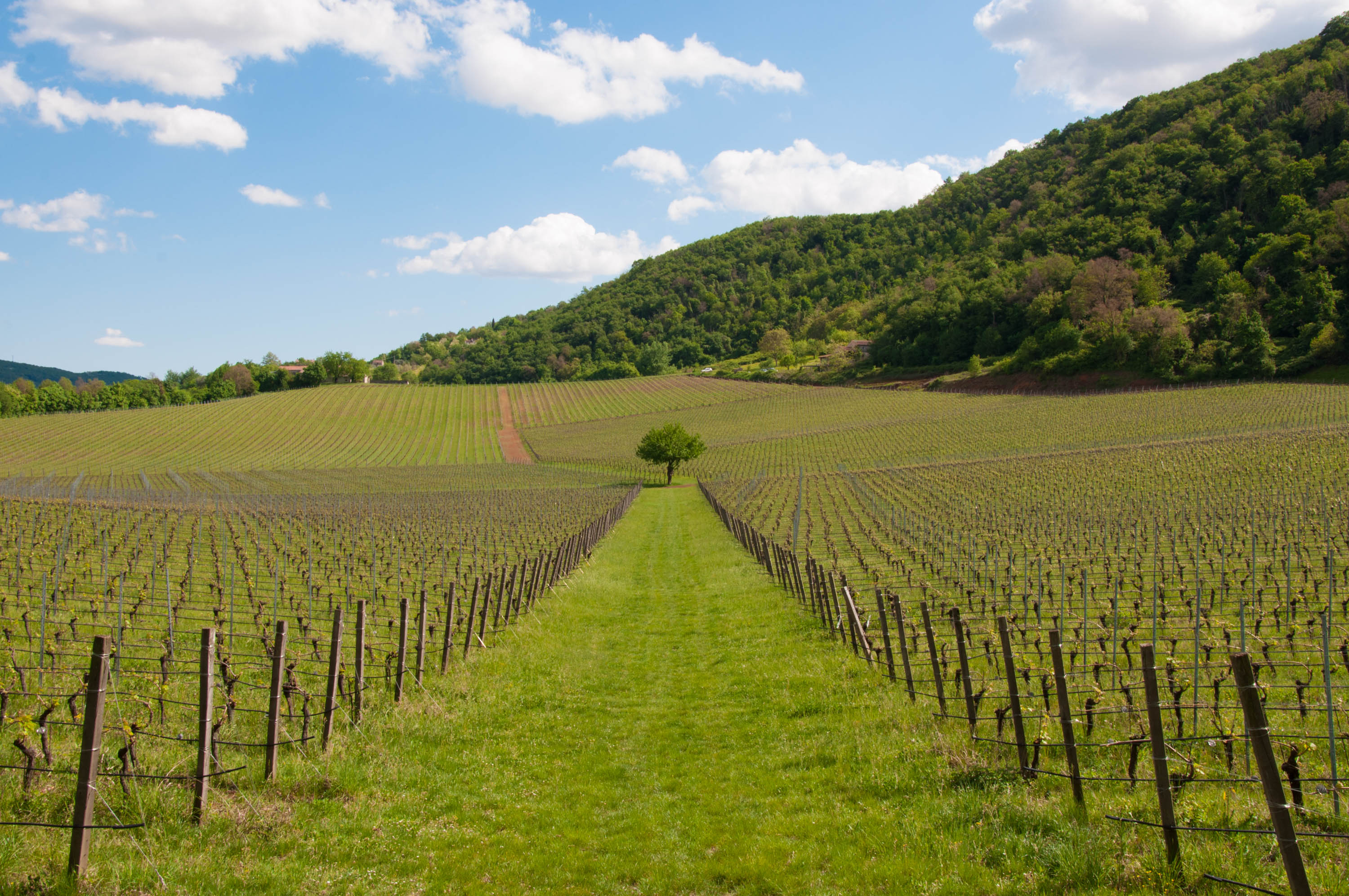 Vigneti di Giomi