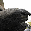 Aldabra giant tortoise