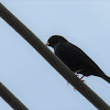 Village Indigobird