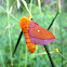 Pink Striped Oakworm Moth