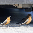 Boat-tailed grackle (♀)