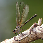 Euphaeae lara ssp. lombokensis