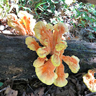 Sulphur Shelf (chicken of the woods)