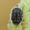 Hairy Rose Beetle