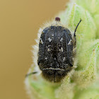 Hairy Rose Beetle