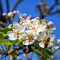 Fiori sbocciati in primavera con ape di 